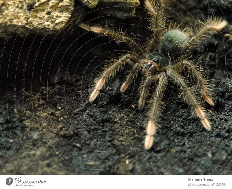 Emanuella's Freigang Terrarium Erde Spinnenbeine Monster Theraphosa Vogelspinne Riesenvogelspinne Nahaufnahme Ganzkörperaufnahme krabbeln