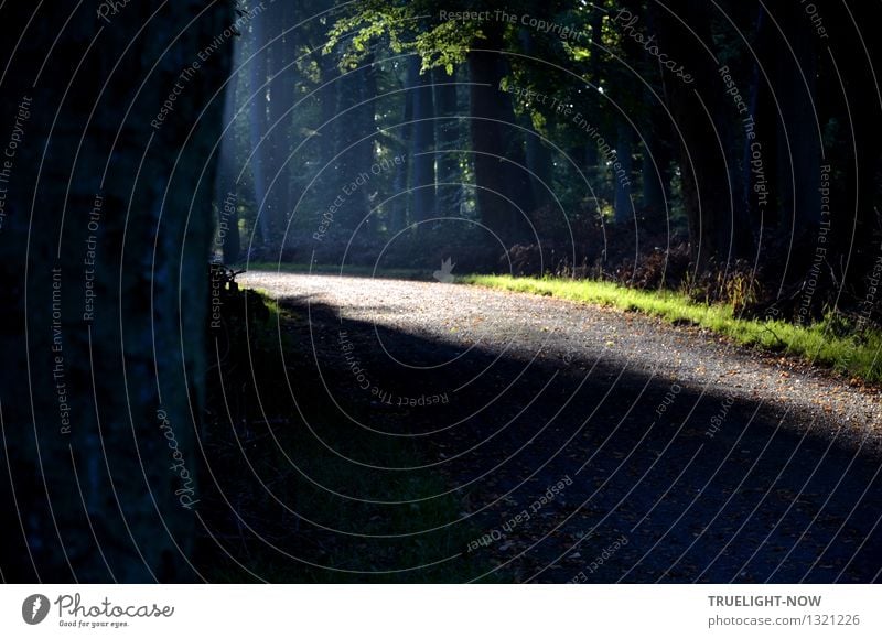 Heimkommen | mit Licht auf gutem Weg Gesundheit Wellness Leben harmonisch Wohlgefühl Zufriedenheit Sinnesorgane Erholung ruhig Meditation Ausflug Sommer wandern