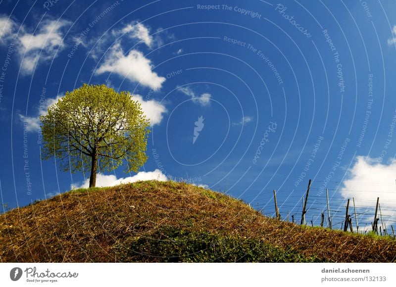 Frühlingsbaum bei mir um die Ecke Baum Wolken Weinberg Landwirtschaft Horizont Blumenwiese Löwenzahn ruhig Gras Sommer Hintergrundbild Luft schön zyan Wiese