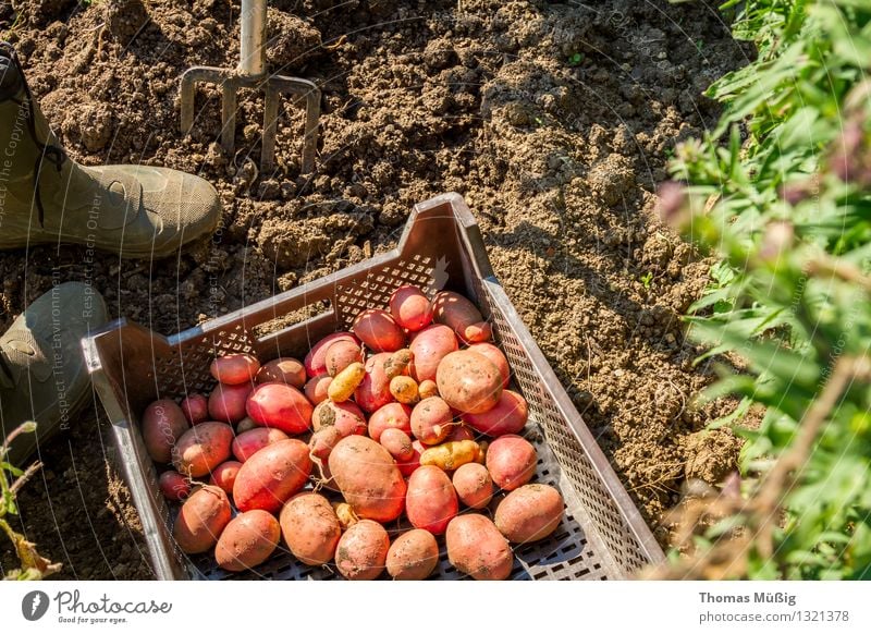 Erntezeit Gemüse Frucht Sommer Garten Gartenarbeit Natur Pflanze Nutzpflanze Feld Arbeit & Erwerbstätigkeit Grabgabel Kartoffeln Schrebergarten Farbfoto