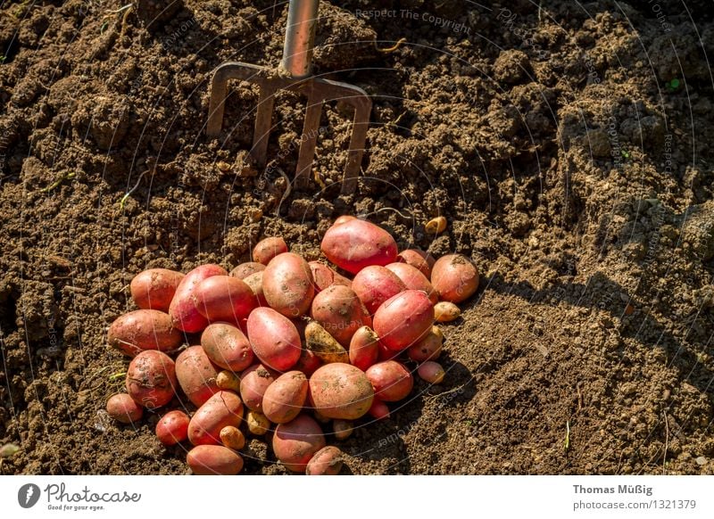 Erntezeit Gemüse Frucht Sommer Garten Gartenarbeit Natur Pflanze Erde Nutzpflanze Feld Arbeit & Erwerbstätigkeit Grabgabel Kartoffeln Schrebergarten Farbfoto