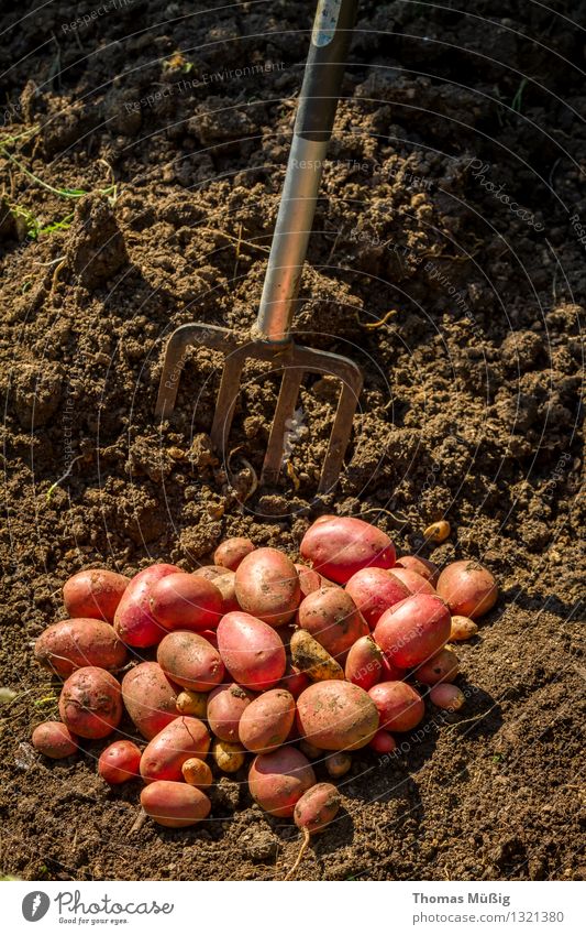 Erntezeit Lebensmittel Gemüse Frucht Sommer Garten Gartenarbeit Arbeit & Erwerbstätigkeit Grabgabel Kartoffeln Schrebergarten Farbfoto Außenaufnahme Tag