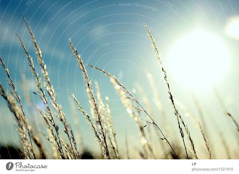 Sonnenuntergang im Weinberg 3 Umwelt Natur Landschaft Pflanze Urelemente Luft Himmel Horizont Sonnenaufgang Sonnenlicht Klima Klimawandel Schönes Wetter Gras