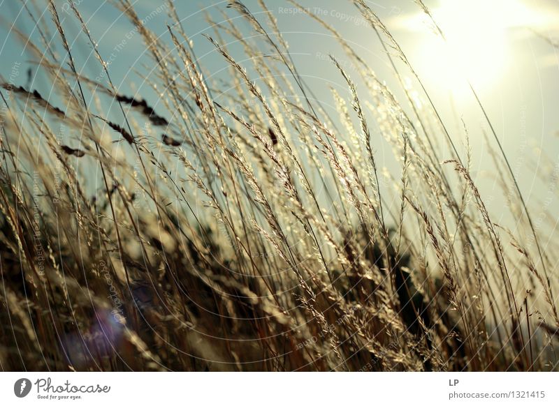 Sonnenuntergang im Weinberg 5 Umwelt Natur Landschaft Pflanze Urelemente Klima Wildpflanze Garten Park Wiese Feld authentisch außergewöhnlich Coolness einfach