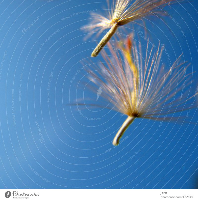 kleine Freiheit Schweben Löwenzahn Blume Frieden Himmel fliegen Samen jarts