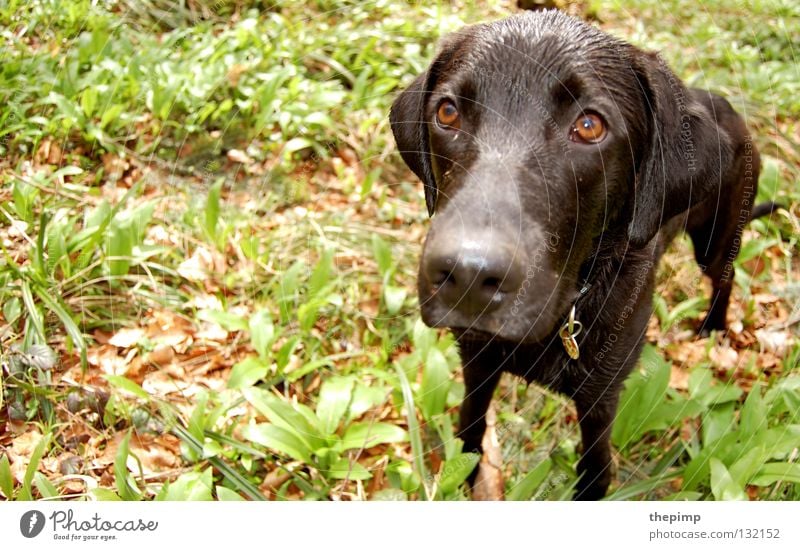 ich wars nicht Hund schwarz Blatt grün braun Treue braunes Auge Hängeohr Hundemarke Hundeblick Säugetier dog Spaziergang wuff