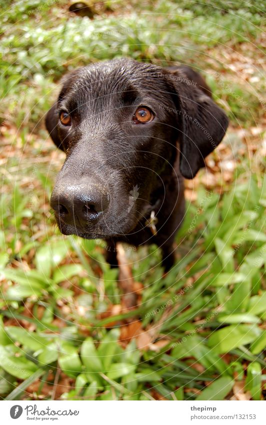 hundekopf Hund schwarz Herbst grün braun Blatt Bärlauch Hängeohr braunes Auge Schnauze Treue Hundemarke Säugetier dog black wuff