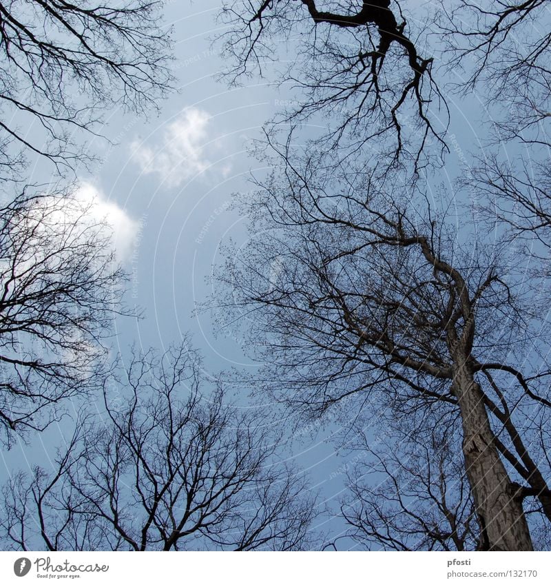 schöner Herbst II Jahreszeiten Baum Holz Wolken braun Wald Vergänglichkeit Oktober ruhig Außenaufnahme zart zerbrechlich fein Himmel herbstlich Natur Wärme Ast