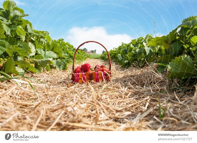 Ein Körbchen Erdbeeren Lebensmittel Frucht Landwirtschaft Forstwirtschaft Pflanze Wolken frisch Gesundheit lecker blau braun rosa rot genießen Korb Plantage