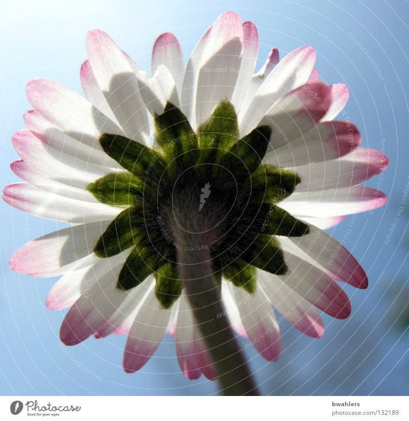 Sonne tanken Gänseblümchen Blüte Blütenblatt Stengel grün weiß rosa Sommer Frühling Physik Gegenlicht Blume klein Wiese Himmel Lampe Beleuchtung hell Wärme