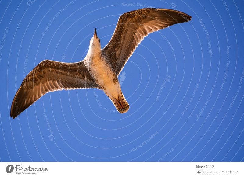 hoch hinaus l Umwelt Natur Tier Luft Wetter Schönes Wetter Vogel Flügel 1 fliegen Ferien & Urlaub & Reisen ästhetisch elegant frei schön Glück Fröhlichkeit