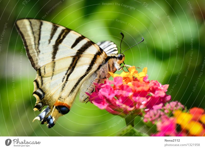 *400* - Weiterflattern Umwelt Natur Tier Frühling Sommer Schönes Wetter Blume Sträucher Blüte Garten Park Wiese Schmetterling Flügel 1 füttern ästhetisch Duft