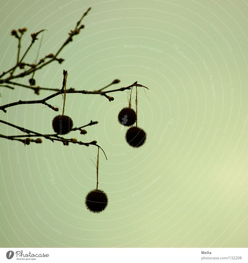 Bommelei Quaste Geäst Baum 4 hängen baumeln Schwerkraft Anziehungskraft unten Blick nach unten stachelig rund trüb Himmel Kugel Frucht Platane Ast Zweig Spitze