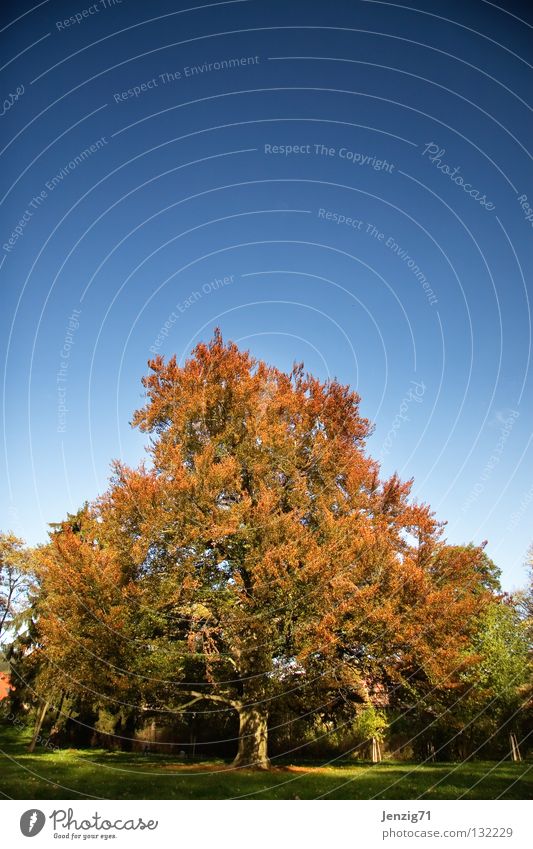 Es schreit nach Frühling. Baum Park Wald grün Pflanze Herbst Spaziergang Himmel Natur Außenaufnahme