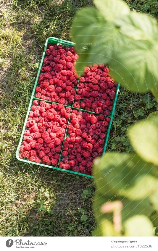 Himbeeren in einer grünen Kiste Frucht Dessert Diät Sommer Garten Blatt frisch hell lecker natürlich rot schwarz Lebensmittel Kasten organisch hölzern reif