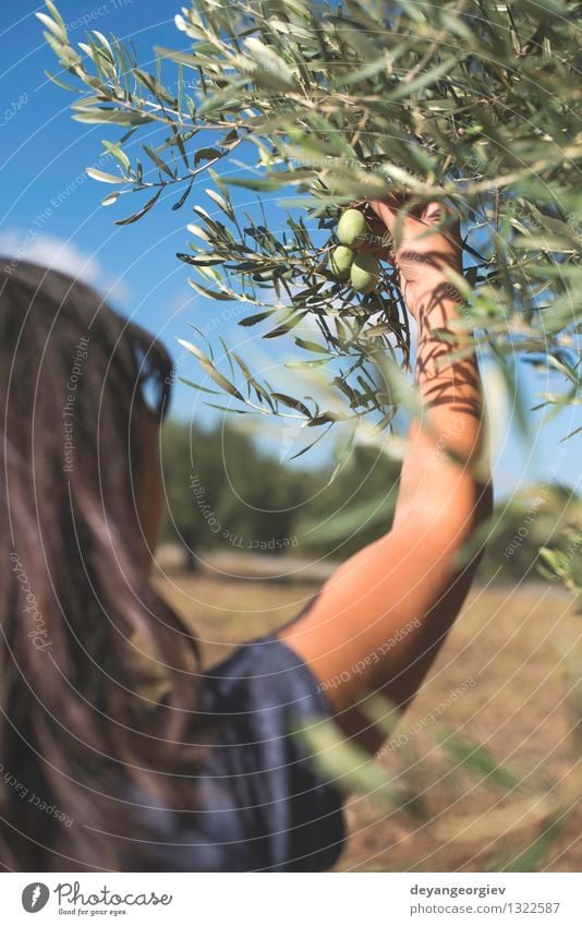 Hand, die Olivenbaumzweig hält. Gemüse Frucht Ernährung Garten Mensch Natur Pflanze Baum Blatt frisch grün oliv Erdöl Ast Kommissionierung Lebensmittel