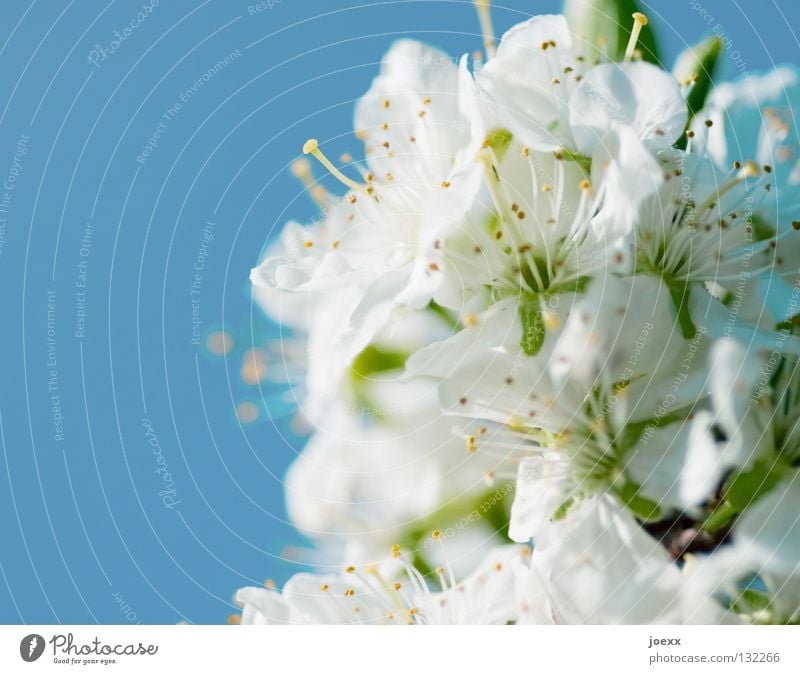 Frühe Kirschen Fertilisation Biene Blüte Blütenblatt Blütenstempel Frühling himmelblau Kirschblüten Laubbaum Rosengewächse Sommer Unschärfe Vergänglichkeit