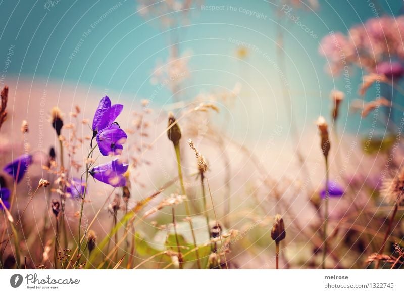 400 !!! elegant Stil Natur Landschaft Erde Wasser Sommer Gras Blüte Wildpflanze Glockenblume Löwenzahn Seegras Lünersee Brand Bundesland Vorarlberg Bergwiese