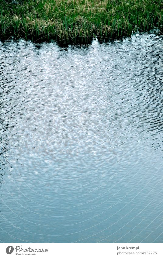 auf zu neuen ufern Wellen Pflanze Wasser Gras Küste Wachstum kalt blau grün Schilfrohr türkis Wasserpflanze Schatten Seeufer Textfreiraum unten Natur ruhig