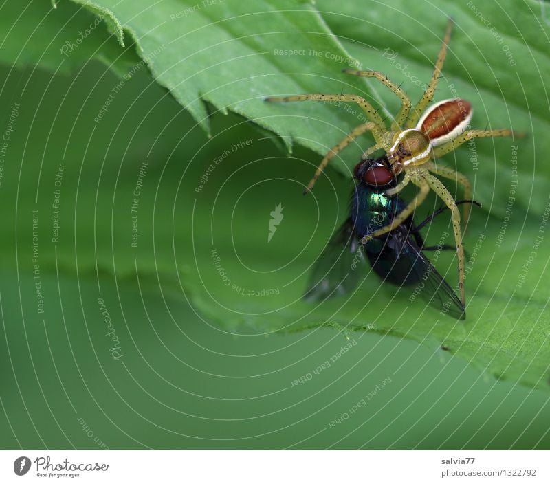 fette Beute Natur Pflanze Tier Blatt Grünpflanze Fliege Spinne Raubspinne 1 fangen festhalten Fressen kämpfen Ekel listig oben grün genießen Gesundheitswesen