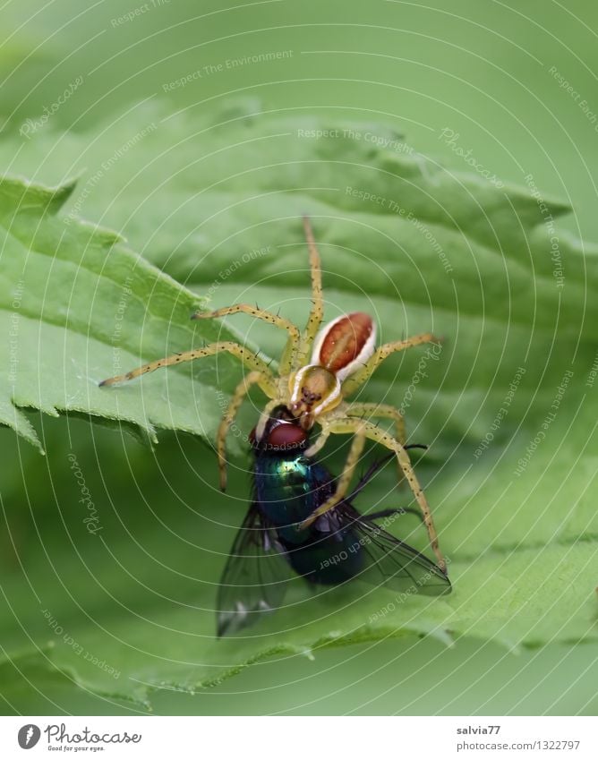 fast food Natur Pflanze Tier Blatt Grünpflanze Fliege Spinne Raubspinne 1 fangen festhalten Fressen Aggression Ekel Erfolg grün achtsam Wachsamkeit anstrengen