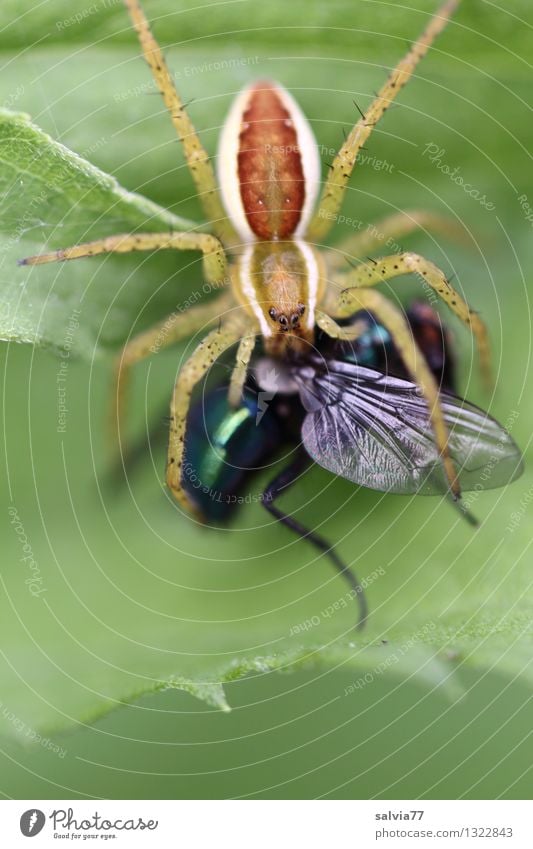 Jagdglück Natur Pflanze Tier Blatt Fliege Spinne Raubspinne 1 fangen festhalten Fressen Erfolg frisch lecker listig klug Geschwindigkeit grün Tatkraft