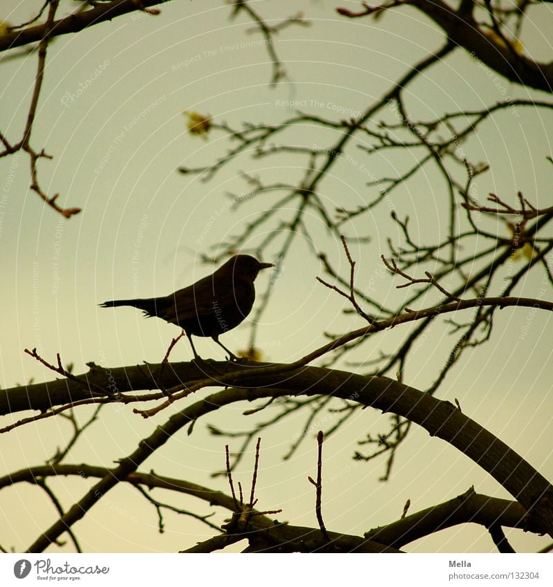 Amselfrühling Umwelt Natur Pflanze Tier Baum Zweige u. Äste Vogel 1 hocken sitzen warten natürlich Silhouette Farbfoto Außenaufnahme Menschenleer Dämmerung