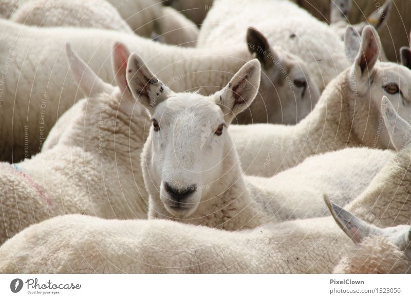 300-die Schäflein im Trockenen haben Fleisch Landwirtschaft Forstwirtschaft Natur Feld Tier Haustier Nutztier Fell Tiergruppe Spielen natürlich weiß Gefühle