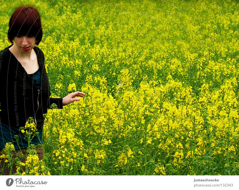 Alice im Wunderland III schwarz Frieden Frau verloren grün Feld gehen Raps gelb Rapsfeld Mitte Blüte Hippie Sommer friedlich Natur stapfen Blühend inmitten