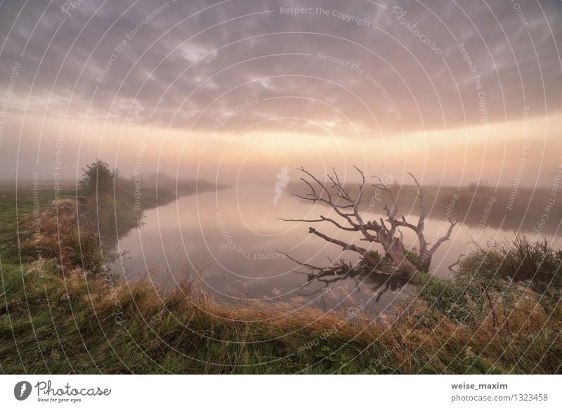 September auf dem Fluss Neman Landschaft Luft Wasser Himmel Wolken Herbst Nebel Pflanze Baum Gras Sträucher Wiese Küste Flussufer Zufriedenheit Erholung erleben