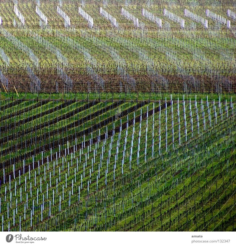 Weinbau in der Pfalz Vorderpfalz Haardt Scheurebe Huxelrebe Monokultur Weinberg Menschenleer