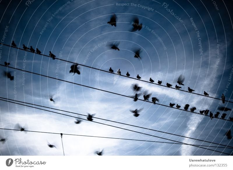 Rückkehr vom Sontagsflug Taube Vogel Zusammensein Erholung Strommast Kabel Wolken Eisenbahn Oberleitung Bahnhof fliegen Luftverkehr Flügel Bewegung sitzen