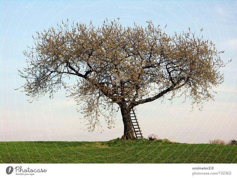 Der Baum im Frühling Wiese Feld Leiter Hochsitz Pflug alt altmodisch Blüte Leben Horizont Himmel Ferne Landschaftsformen Deutschland Reifezeit Composing