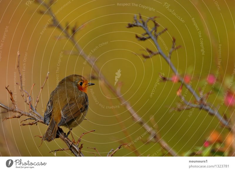 Rotkehlchen Sträucher Park Tier Wildtier Vogel 1 sitzen ast Frühling singvogel Farbfoto Außenaufnahme Tag Porträt Tierporträt