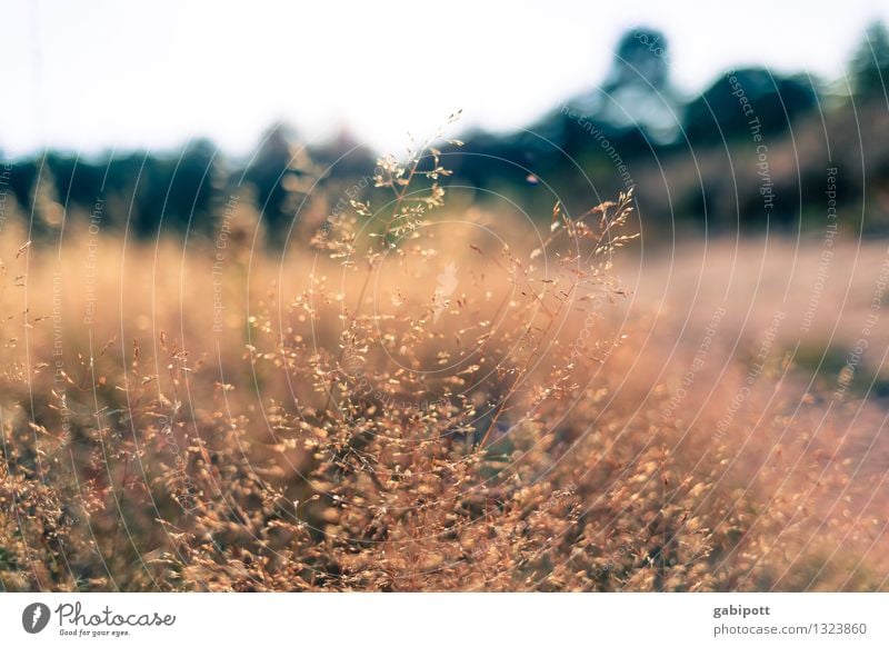 Spätsommer Leben harmonisch Wohlgefühl Zufriedenheit Sinnesorgane Erholung Ausflug Umwelt Natur Landschaft Sommer Herbst Pflanze Gras Sträucher Wiese Feld Wald