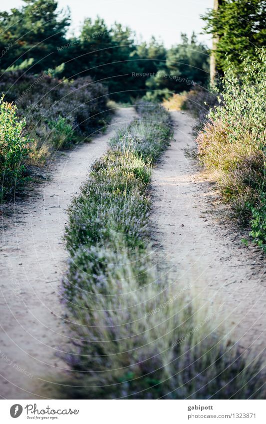 Der Weg und das Ziel und so... Umwelt Natur Landschaft Tier Erde Herbst Schönes Wetter Gras Sträucher Wiese Feld Wald Heide gehen wandern Zufriedenheit Bewegung