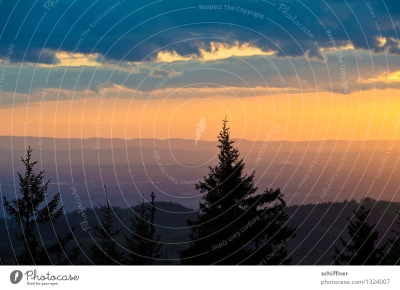 er ist doch schwarz Umwelt Natur Landschaft Pflanze Wolken Schönes Wetter Baum Wald Hügel Berge u. Gebirge Gipfel Tanne Tannenzweig Nadelbaum Schwarzwald