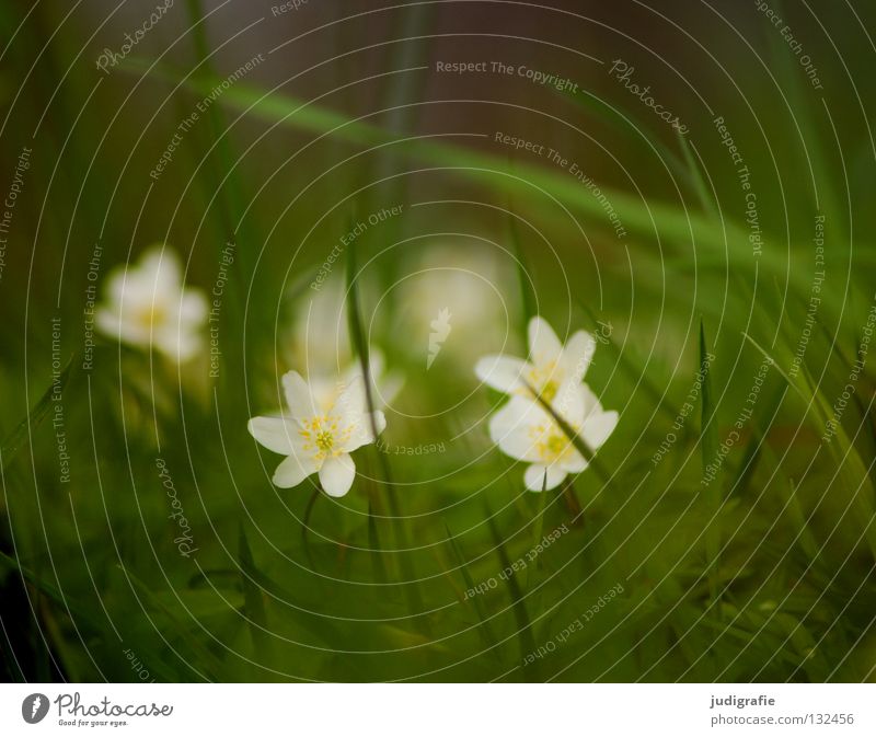 Wiese Frühling Buschwindröschen Gift Frühblüher grün weiß zart Blume Blüte Pflanze Umwelt weich fein Schüchternheit Gras März April Mai Farbe hexenblume