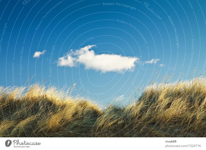 Düne Strand Natur Landschaft Wolken Küste Ostsee blau Ferien & Urlaub & Reisen ruhig Tourismus Dünengras Ostseeküste Himmel Mecklenburg-Vorpommern Tag sonnig