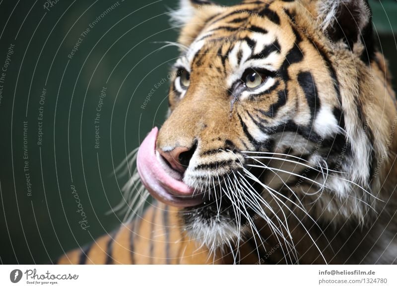 Tigerzunge Tier Wildtier Katze Tiergesicht Fell Zoo Katzenauge Katzenzunge Tigerstreifen wach Konzentration Jagd Intuition Trieb gestreift lecker tierisch