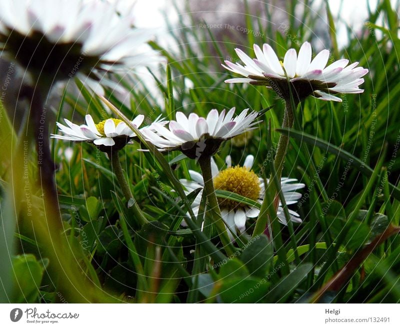 Nahaufnahme von Gänseblümchen in der Wiese Blume Blüte Blütenblatt Stengel Gras Park Halm unten Froschperspektive nebeneinander lang dünn weiß grün braun gelb