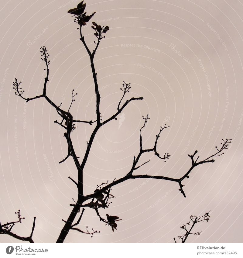 geäst Baum dunkel Stimmung verzweigt Holz Blatt Winter gefährlich Trauer Verzweiflung Ast Silhouette Zweig Himmel Traurigkeit