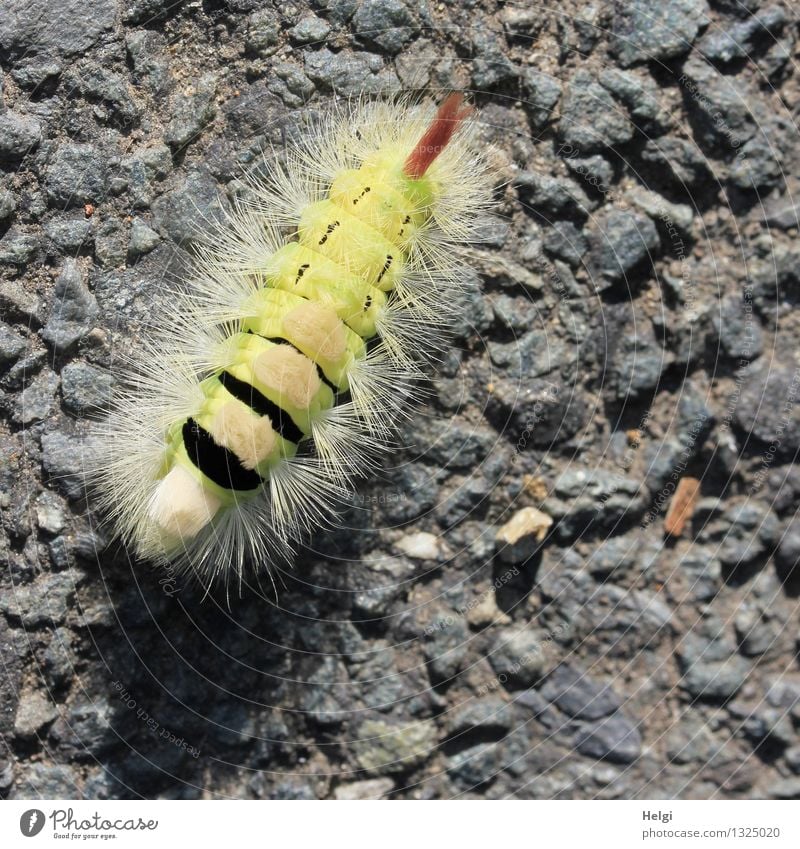 Buchen-Streckfuß-Raupe... Umwelt Natur Tier Sommer Straße 1 Asphalt krabbeln ästhetisch außergewöhnlich schön einzigartig klein natürlich gelb grau schwarz