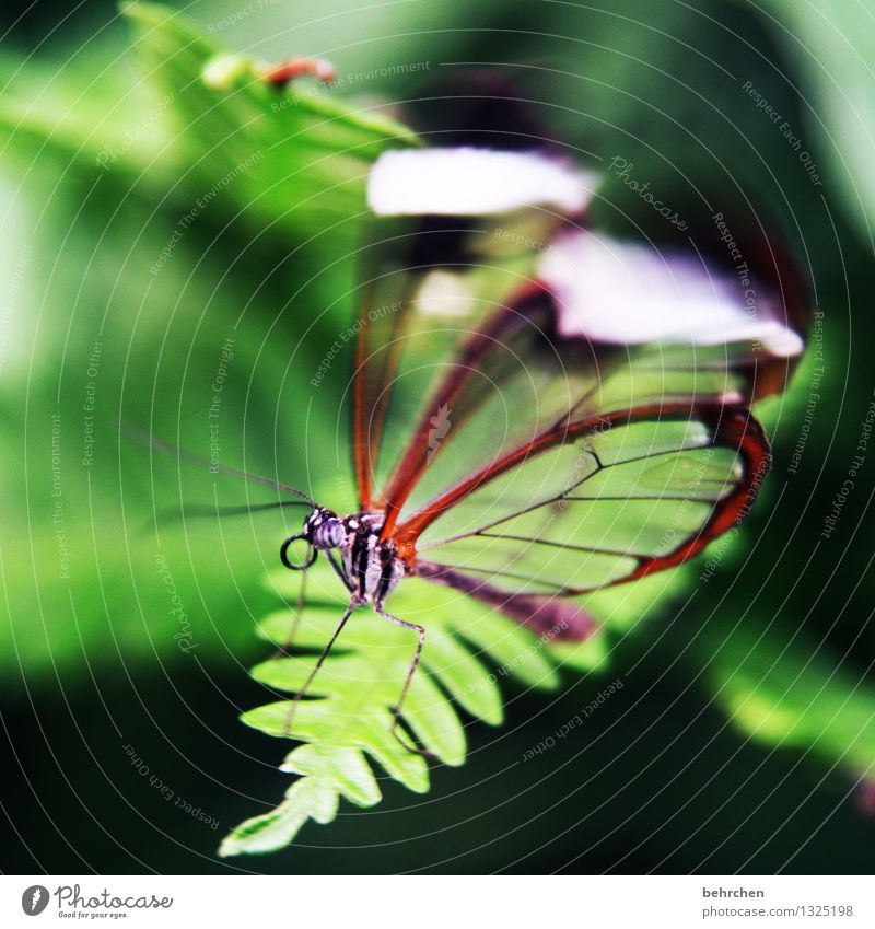 zittrig Natur Pflanze Tier Frühling Sommer Sträucher Farn Blatt Garten Park Wiese Wildtier Schmetterling Tiergesicht Flügel glasflügelfalter 1 Erholung fliegen