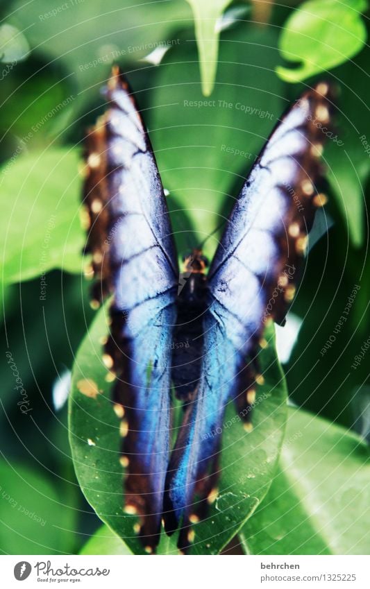 blau auf grün zum 1. Natur Pflanze Tier Frühling Sommer Schönes Wetter Baum Blatt Garten Park Wiese Wildtier Schmetterling Flügel blauer morphofalter beobachten