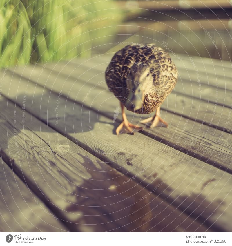 run.107 Natur Tier Wildtier Vogel Ente Schwimmen & Baden laufen Aggression gefährlich Stress Angst Konflikt & Streit Angriff angriffslustig Farbfoto Nahaufnahme