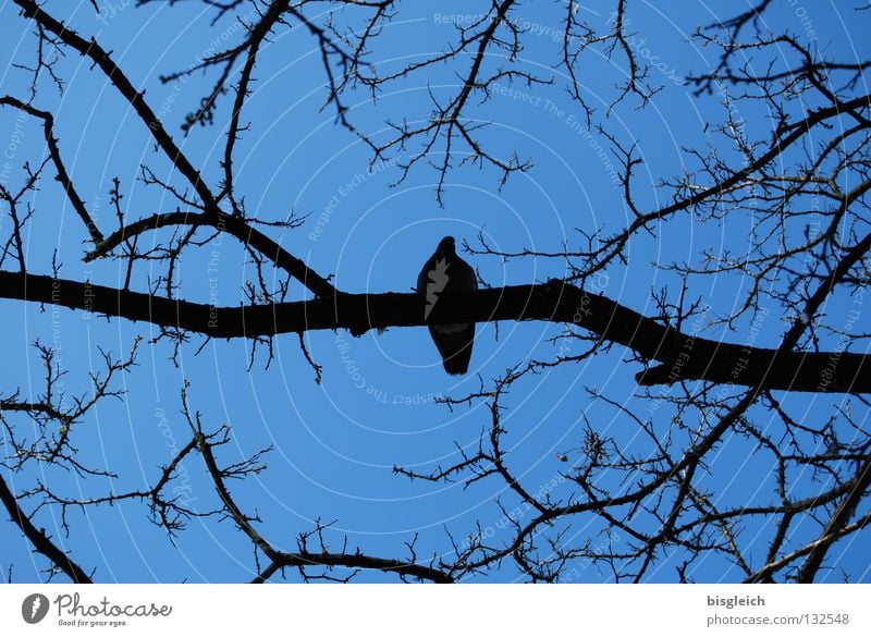 Ruhepol Farbfoto Außenaufnahme Menschenleer Abend Kontrast Froschperspektive ruhig Himmel Baum Tier Vogel Taube 1 blau pigeon birds quiet silence Ast Zweig