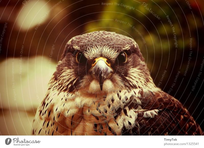 Im Auge des Jägers Natur Tier Wildtier Vogel Tiergesicht Habichtauge Habichte 1 selbstbewußt Kraft Mut mehrfarbig Außenaufnahme Menschenleer Tag Dämmerung