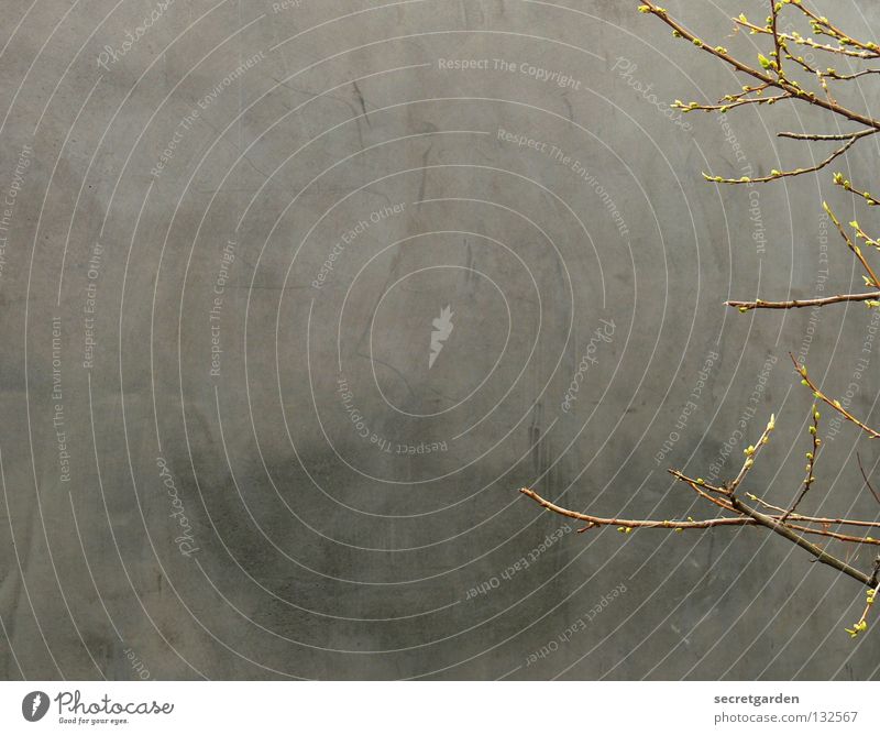 zaghaft puristisch. Baum minimalistisch Beton Einsamkeit Strukturen & Formen laublos Winter Herbst Raum ruhig Trauer Langeweile dunkel trist Geäst braun Park