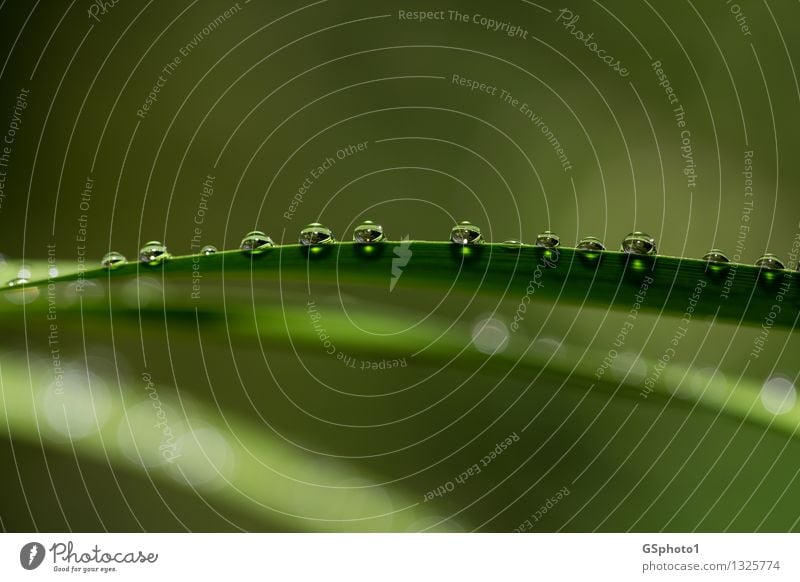 Wasserperlen Natur Wassertropfen Sommer Pflanze Blatt ästhetisch glänzend grün ruhig Esoterik Stimmung Lichtpunkt Sonne Farbfoto Außenaufnahme Nahaufnahme